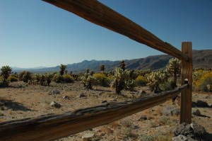 Cholla Cactus Garden, Joshua Tree Nationalpark, Kalifornien