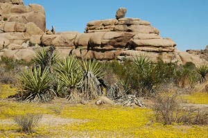 Oasis Visitor Center, Joshua Tree Nationalpark, Kalifornien