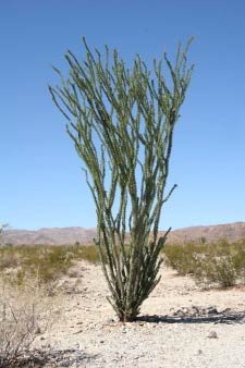 Joshua Tree Nationalpark, Kalifornien