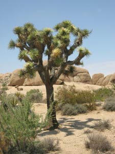 Joshua Tree Nationalpark, Kalifornien