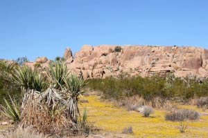 Joshua Tree Nationalpark, Kalifornien