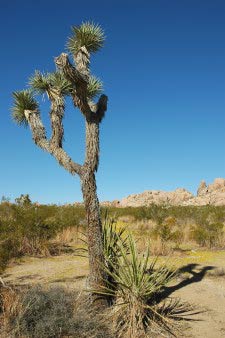 Joshua Tree Nationalpark, Kalifornien