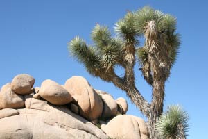 Oasis Visitor Center, Joshua Tree Nationalpark, Kalifornien