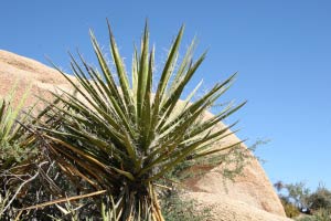 Jumbo Rocks Campground, Joshua Tree Nationalpark, Kalifornien