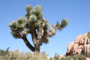 Joshua Tree Nationalpark, Kalifornien