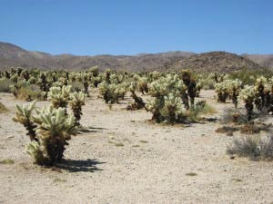 Cholla Cactus Garden, Joshua Tree Nationalpark, Kalifornien