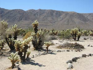 Cholla Cactus Garden, Joshua Tree Nationalpark, Kalifornien