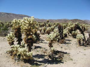 Cholla Cactus Garden, Joshua Tree Nationalpark, Kalifornien