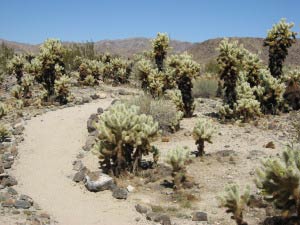 Cholla Cactus Garden, Joshua Tree Nationalpark, Kalifornien