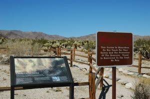 Cholla Cactus Garden, Joshua Tree Nationalpark, Kalifornien