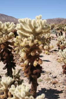 Cholla Cactus Garden, Joshua Tree Nationalpark, Kalifornien