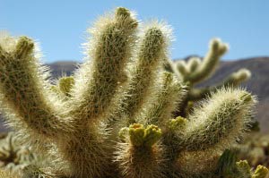 Cholla Cactus Garden, Joshua Tree Nationalpark, Kalifornien