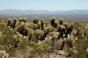 Cholla Cactus Garden, Joshua Tree Nationalpark, Kalifornien