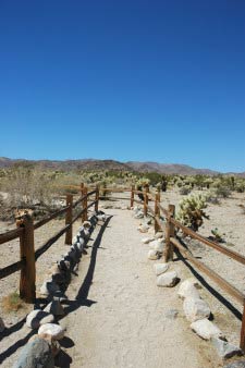 Cholla Cactus Garden, Joshua Tree Nationalpark, Kalifornien