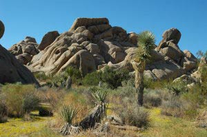 Joshua Tree Nationalpark, Kalifornien