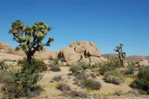 Joshua Tree Nationalpark, Kalifornien