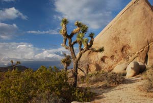 Belle Campground, Joshua Tree Nationalpark, Kalifornien