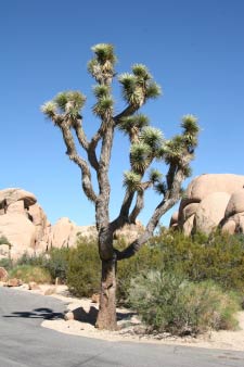 Jumbo_Rocks Campground, Joshua Tree Nationalpark, Kalifornien