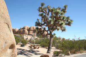 Jumbo_Rocks Campground, Joshua Tree Nationalpark, Kalifornien