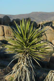 White Tank Campground, Joshua Tree Nationalpark, Kalifornien