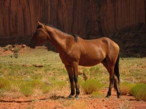 Monument Valley, Arizona