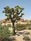 Joshua Tree National Park