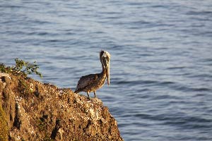 Best Western Shore Cliff Lodge, Pismo Beach, Kalifornien