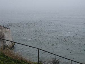 Best Western Shore Cliff Lodge, Pismo Beach, Kalifornien