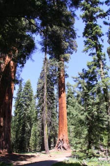 Big Trees Trail, Round Meadow, Sequoia, Kalifornien