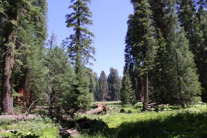 Big Trees Trail, Round Meadow, Sequoia, Kalifornien