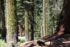 Big Trees Trail, Round Meadow, Sequoia, Kalifornien