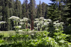 Big Trees Trail, Round Meadow, Sequoia, Kalifornien