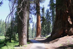 Big Trees Trail, Round Meadow, Sequoia, Kalifornien