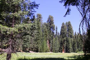 Big Trees Trail, Round Meadow, Sequoia, Kalifornien