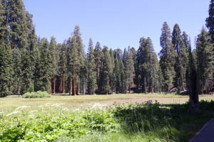 Big Trees Trail, Round Meadow, Sequoia, Kalifornien