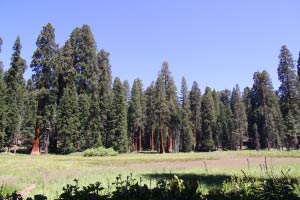 Sequoia Big Trees Trail