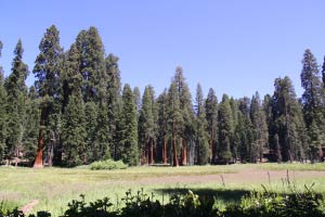 Big Trees Trail, Round Meadow, Sequoia, Kalifornien