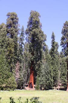 Big Trees Trail, Round Meadow, Sequoia, Kalifornien