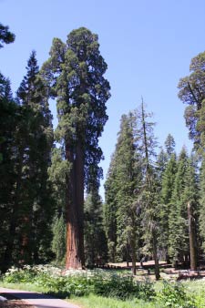 Big Trees Trail, Round Meadow, Sequoia, Kalifornien