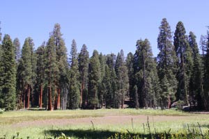 Big Trees Trail, Round Meadow, Sequoia, Kalifornien