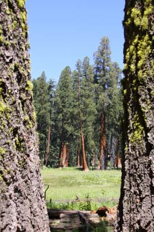 Big Trees Trail, Round Meadow, Sequoia, Kalifornien