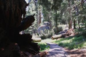 Big Trees Trail, Round Meadow, Sequoia, Kalifornien