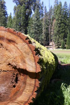 Big Trees Trail, Round Meadow, Sequoia, Kalifornien