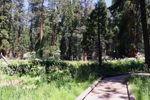 Big Trees Trail, Round Meadow, Sequoia, Kalifornien