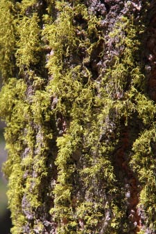 Big Trees Trail, Round Meadow, Sequoia, Kalifornien