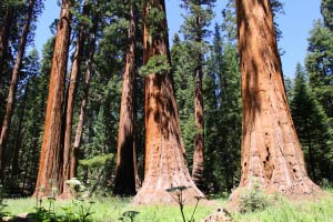 Big Trees Trail, Round Meadow, Sequoia, Kalifornien