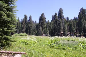 Big Trees Trail, Round Meadow, Sequoia, Kalifornien