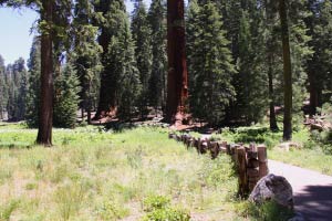 Big Trees Trail, Round Meadow, Sequoia, Kalifornien