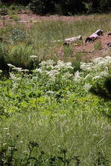 Big Trees Trail, Round Meadow, Sequoia, Kalifornien