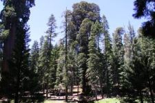 Big Trees Trail, Round Meadow, Sequoia, Kalifornien